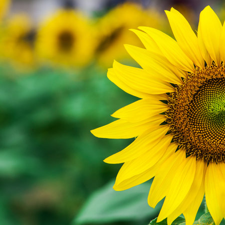 Beautiful yellow sunflowersの写真素材