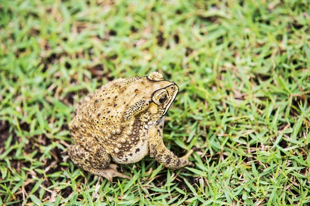 Common Toad Bufo bufoの写真素材
