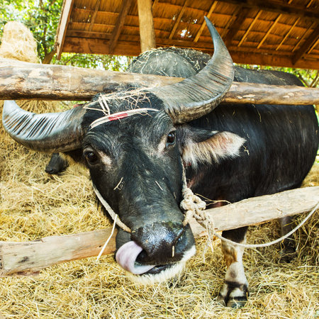 Thai buffalo in farm