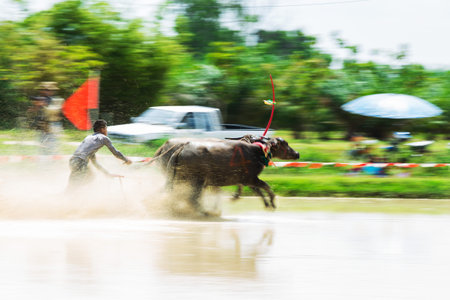 CHONBURI THAILAND - August 30 : Status of traditional buffalo race, which is held annually at Chonburi, Thailand. on August 30, 2015. Traditionally held by farmers to conserve water buffalos in Thailand.のeditorial素材