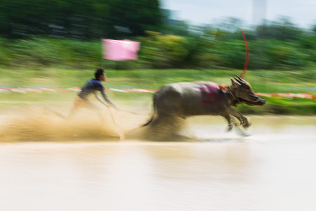 CHONBURI THAILAND - August 30 : Status of traditional buffalo race, which is held annually at...