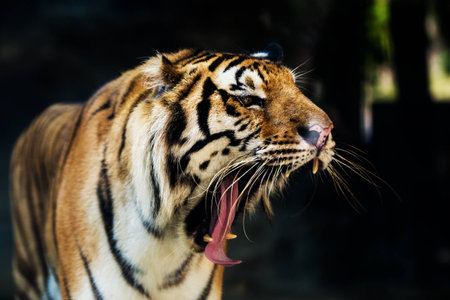 A tiger ready to attack looking at youの写真素材