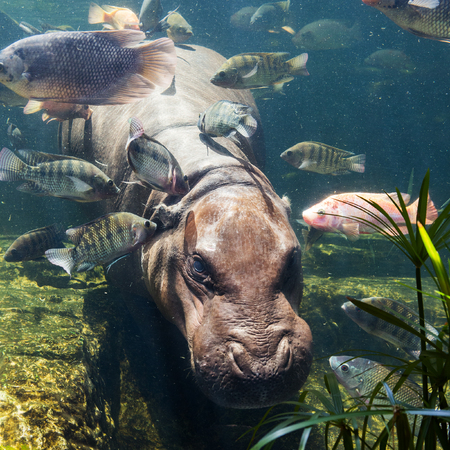 Pygmy hippos underwaterの写真素材