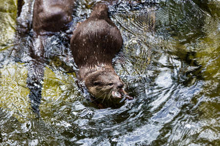 Asian small clawed otter (amblonyx cinereus) swimming in fresh waterの写真素材