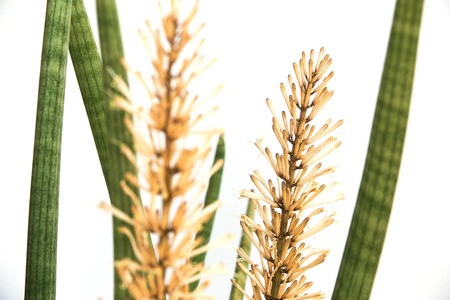 Sansevieria cylindrica Bojer on a white backgroundの写真素材