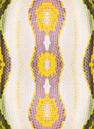 Real boa snake skin texture closeup