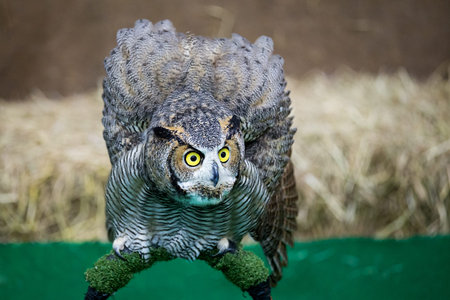 Eagle Owl/An eagle owl