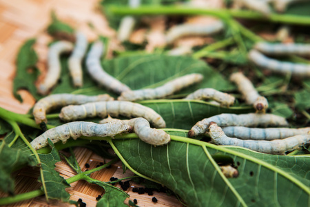 Macro photo of a Silkworm eating a mulberry leaf. room for text .の写真素材