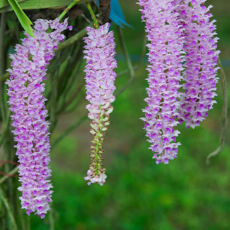 purple orchids in the gardenの写真素材