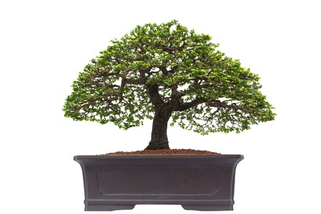 Bonsai pine tree against a white wallの写真素材