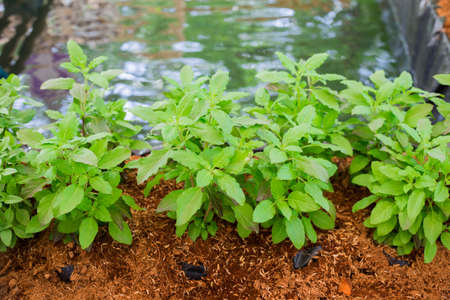 Part of Holy basil pileの写真素材