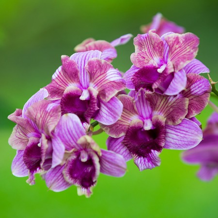 purple orchids in the gardenの写真素材