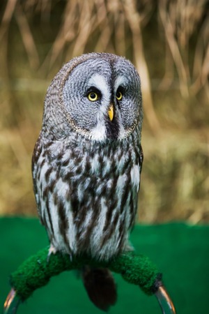 Great gray owl portraitの写真素材