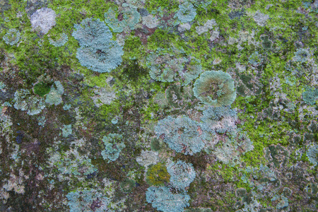 Lichen.の写真素材