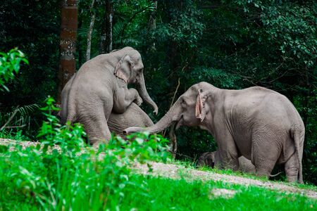 Thai elephants animals  in forest nature at Khao Yaiの写真素材