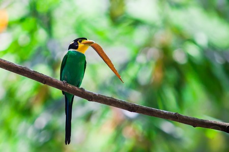 long tailed broadbill and bamboo leaf in natureの写真素材