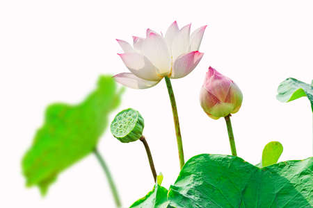 Pink lotus flower isolated  on white backgroundの写真素材
