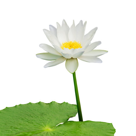 Beautiful lotus flower isolated on white backgroundの写真素材