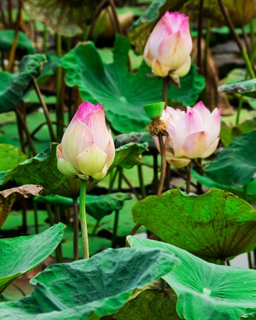 Beautiful lotus flower and leaf in pond natureの写真素材
