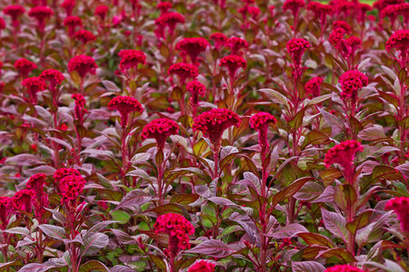 Cockscomb, Chinese Wool Flower in garden for background