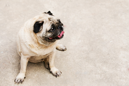 A Pug Dog so cute sitting on streetの写真素材