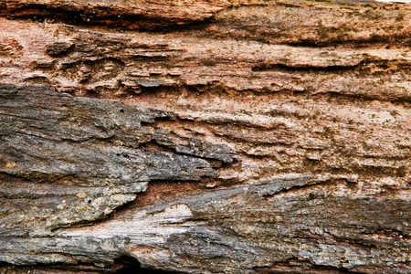 Rotting wood from termites for background and textureの写真素材