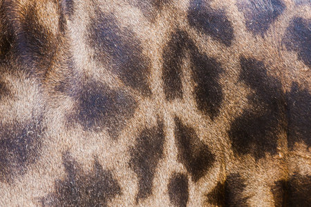 Genuine leather skin of Giraffe for background and textureの写真素材