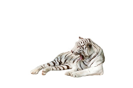 White tiger resting on a rock, looking forward for white backgroundの写真素材