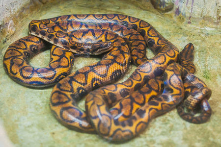 Royal Python, or Ball Python (Python regius) in the zoo