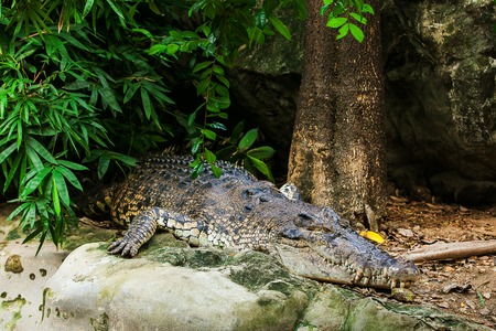 Crocodiles Resting on ground In A Crocodiles Farmの写真素材