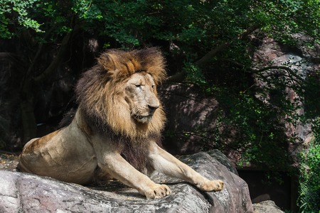 Big lion squat on stone in the zooの写真素材