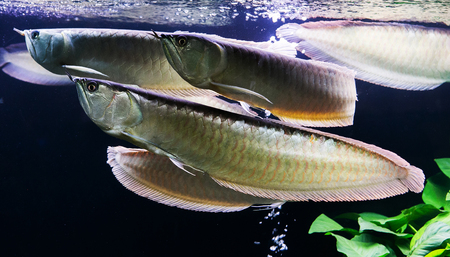 Asian Arowana fish in aQuarium on nature backgroundの写真素材