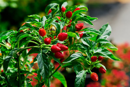 Red hot chili peppers on the tree in garden.