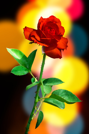 Red rose and leaf on background of bokehの写真素材