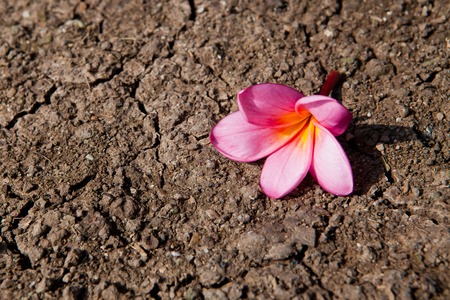 Pink frangipani flower on soil or groundの写真素材
