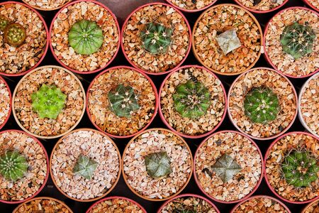 Sale of cactuses of various grades in the Flower market.の写真素材