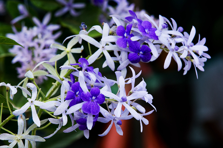 Purple Petrea Flowers on tree in the gardenの写真素材