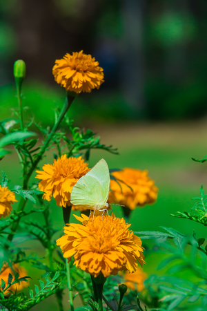 monarch butterfly with marigold flower in the gardenの写真素材