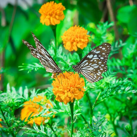 monarch butterfly with marigold flower in the gardenの写真素材