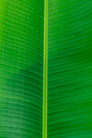 Closeup of banana leaf texture abstract backgroundの写真素材