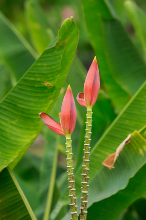 Beautiful banana flower pink in nature gardenの写真素材