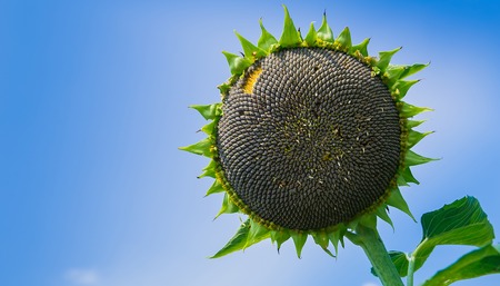 close up of the seeds in sunflower.の写真素材