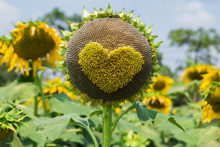 Bright yellow sunflowers heart shape in natureの写真素材