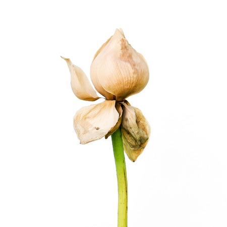 Dry lotus flower isolated on white backgroundの写真素材