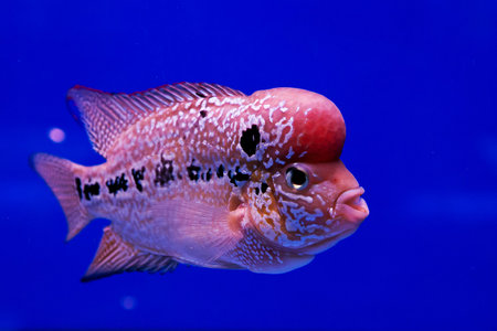 aquarium fish, flower horn fish on blue screen