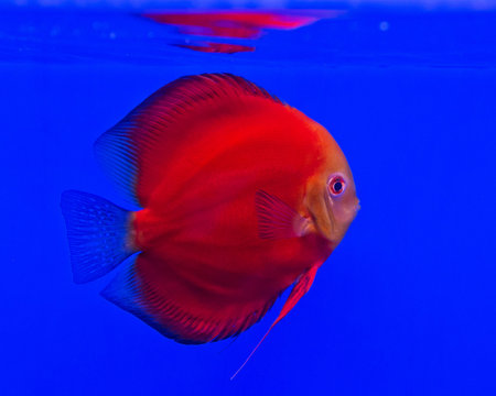 pompadour fish in aquarium on blue background