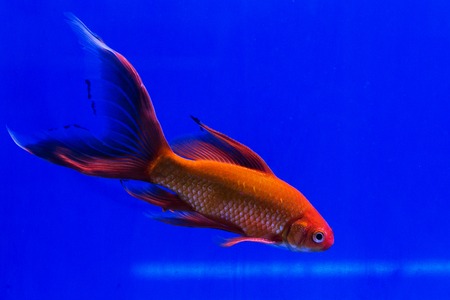 Goldfish in a glass cabinet isolated on blue backgroundの写真素材