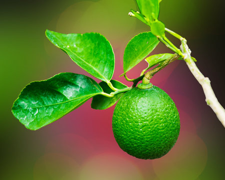 Thai green lemon Tree and leaf in the garden