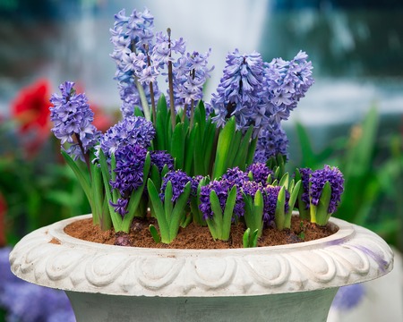 The blossoming mouse hyacinth racemose in potの写真素材