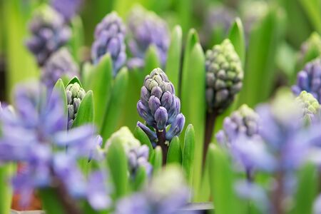 Beautiful Blooming purple Muscari in the gardenの写真素材